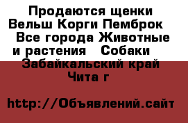 Продаются щенки Вельш Корги Пемброк  - Все города Животные и растения » Собаки   . Забайкальский край,Чита г.